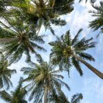 vue en contre plongée de plusieurs cocotiers
