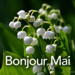 Muguet et la phrase Bonjour mai