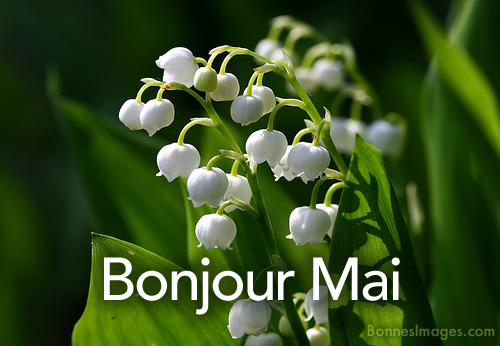 Muguet et la phrase Bonjour mai
